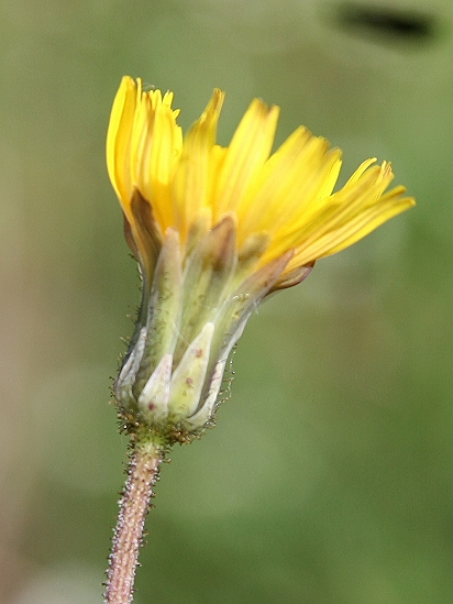 Sonchus bulbosus / Radicchiella bulbosa